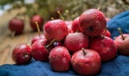 空心山楂爆料视频大全,视频大全带你探秘山楂世界